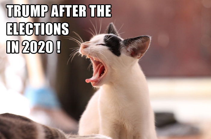 meme_cat_trump_2020.jpg