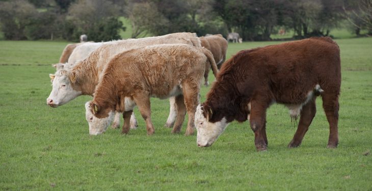 Cattle-Grazing-730x375.jpg