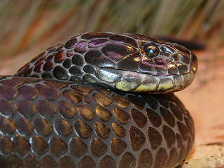 tigersnake.jpg