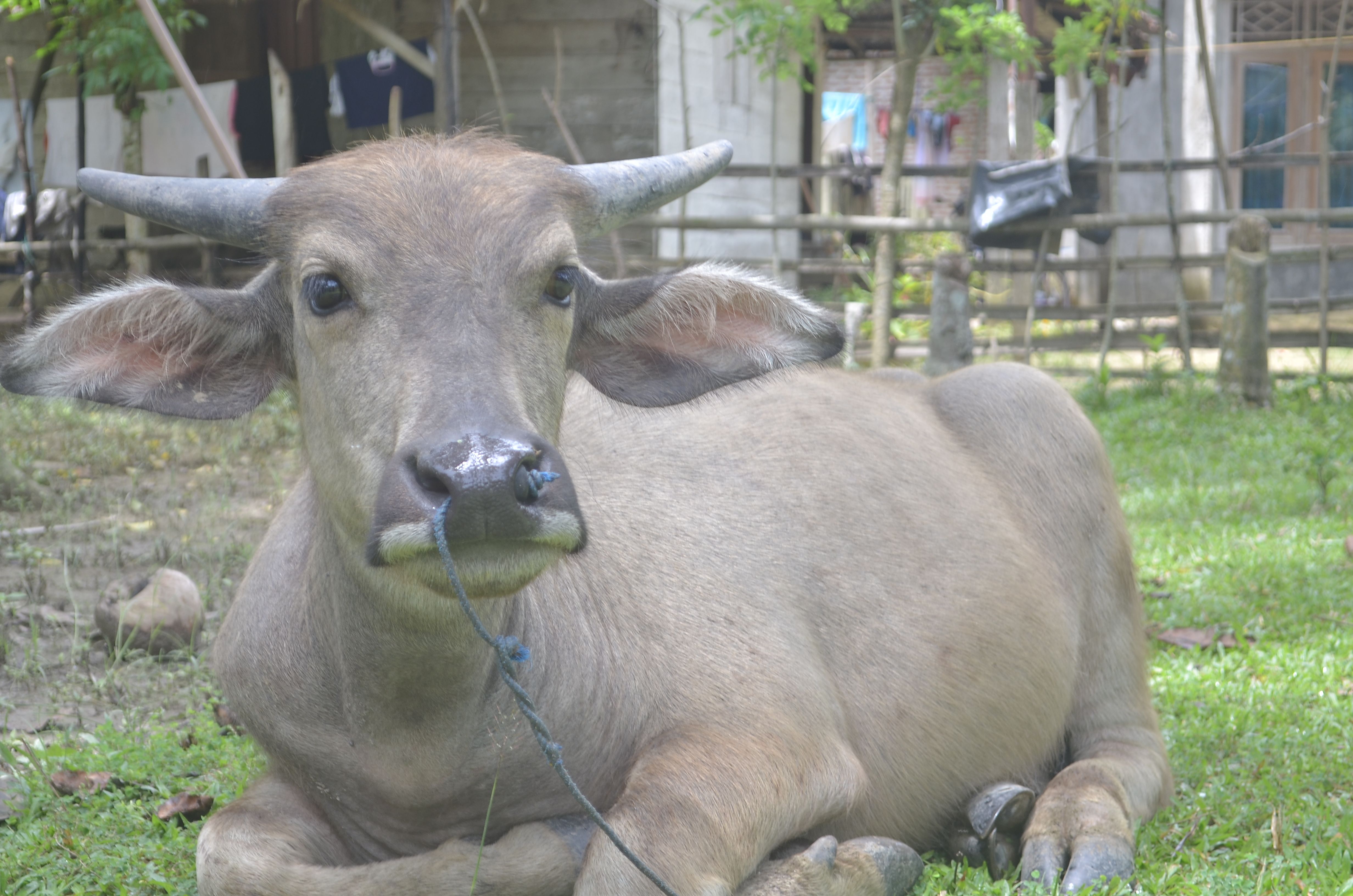 Keubeu Di Aceh Kerbau Di Indonesia Buffalo Inggris Nama Steemit