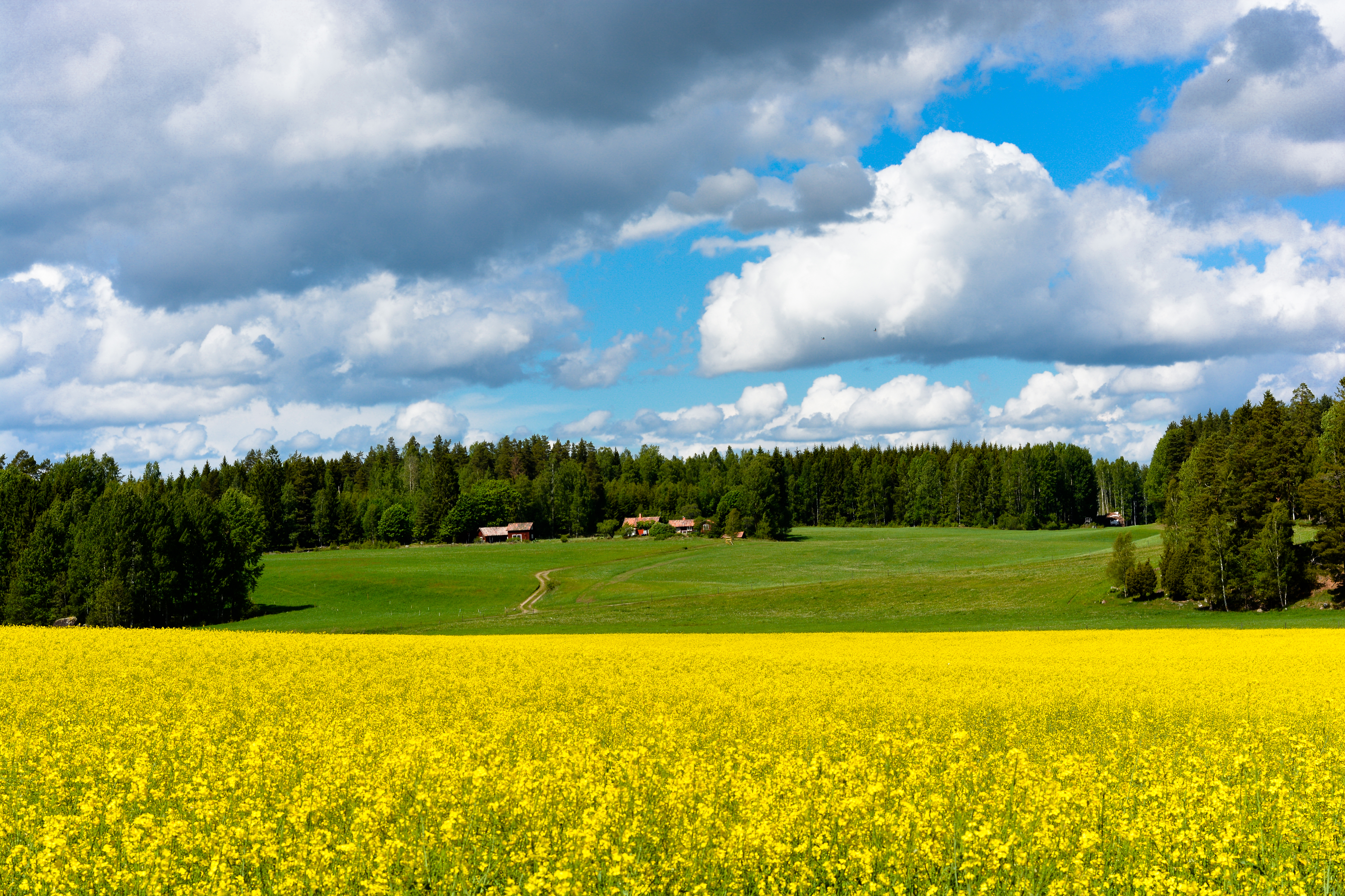 gul_ang_skog_himmel.jpg