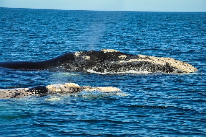 Whales_Peninsula_Valdez_ARgentina.jpg