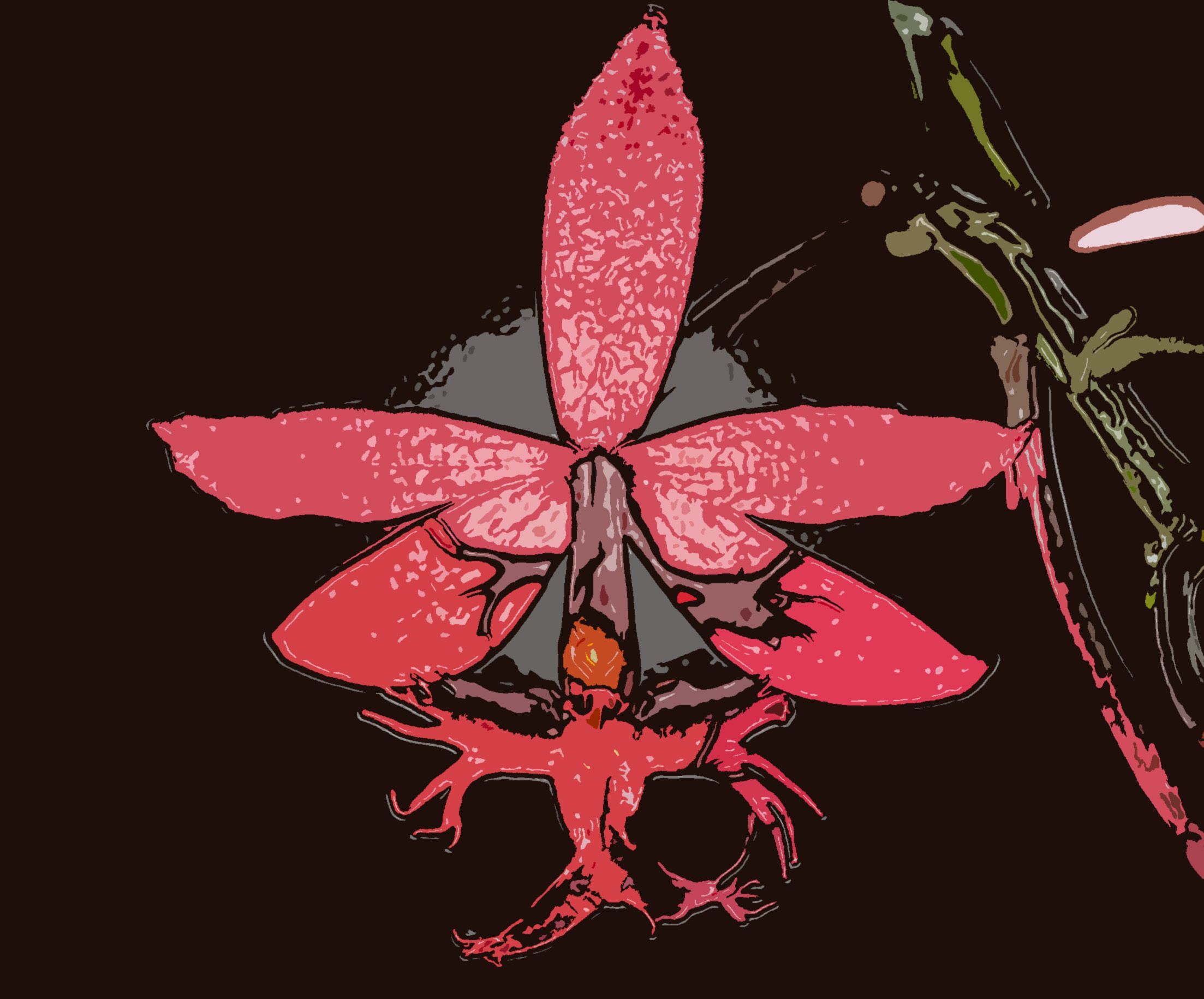 epidendrum ibaguense 3 edit.jpg