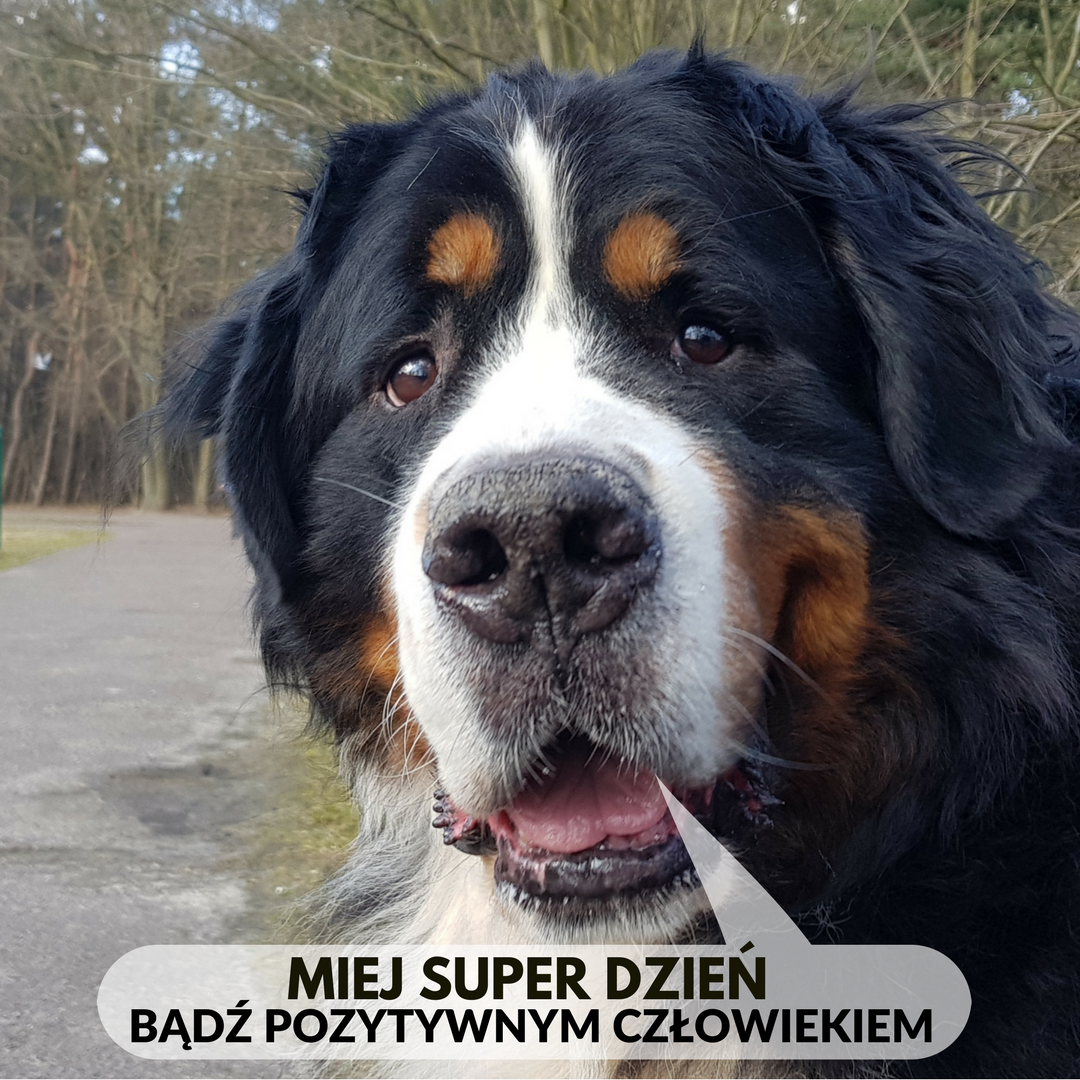 miej-super-dzien.png