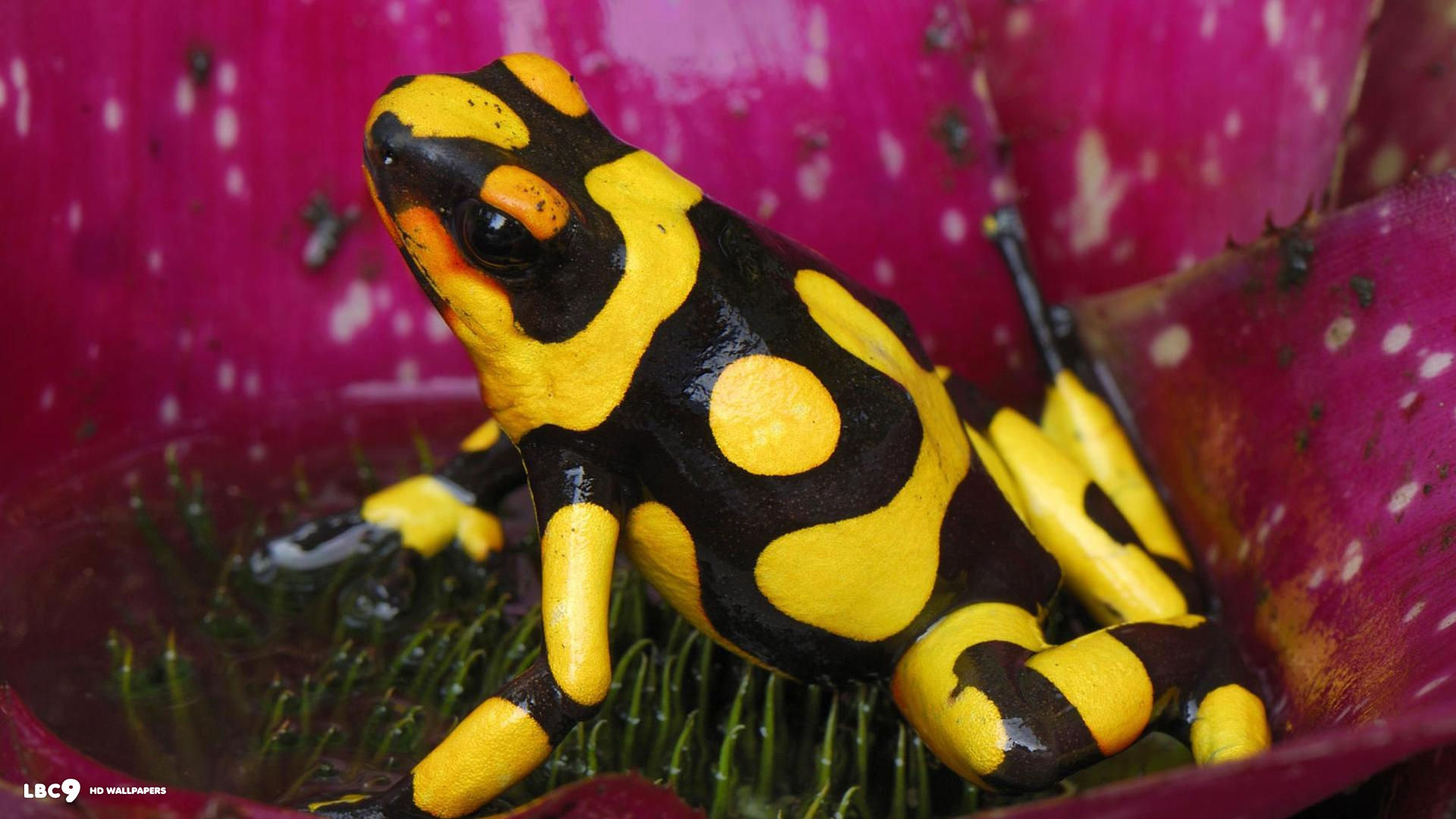 Yellow Banded Poison Dart Frog -03.jpg