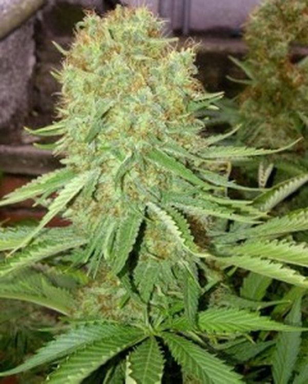 Cheesus-plant-241x300.jpg