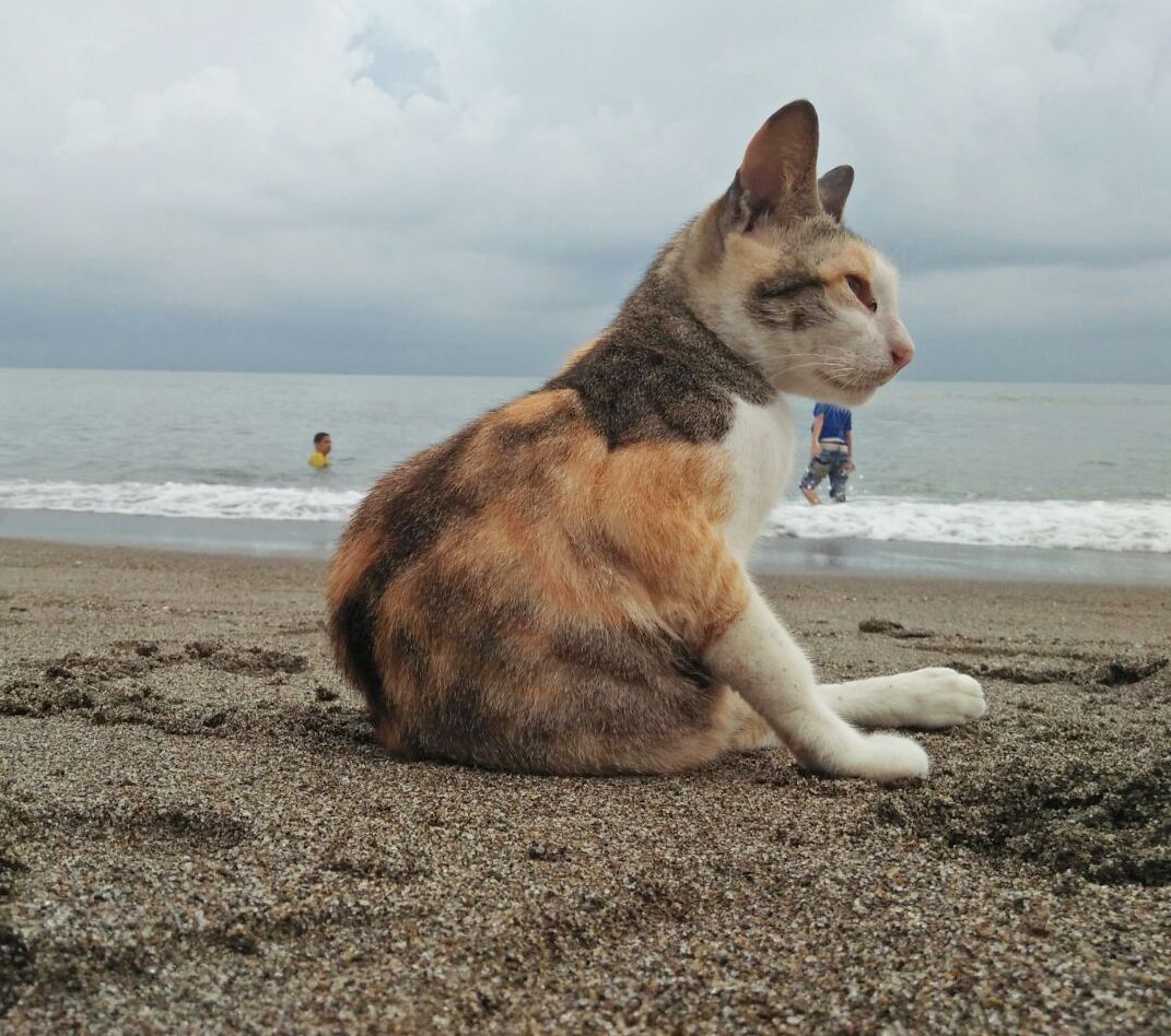 Cats and Beaches.jpg