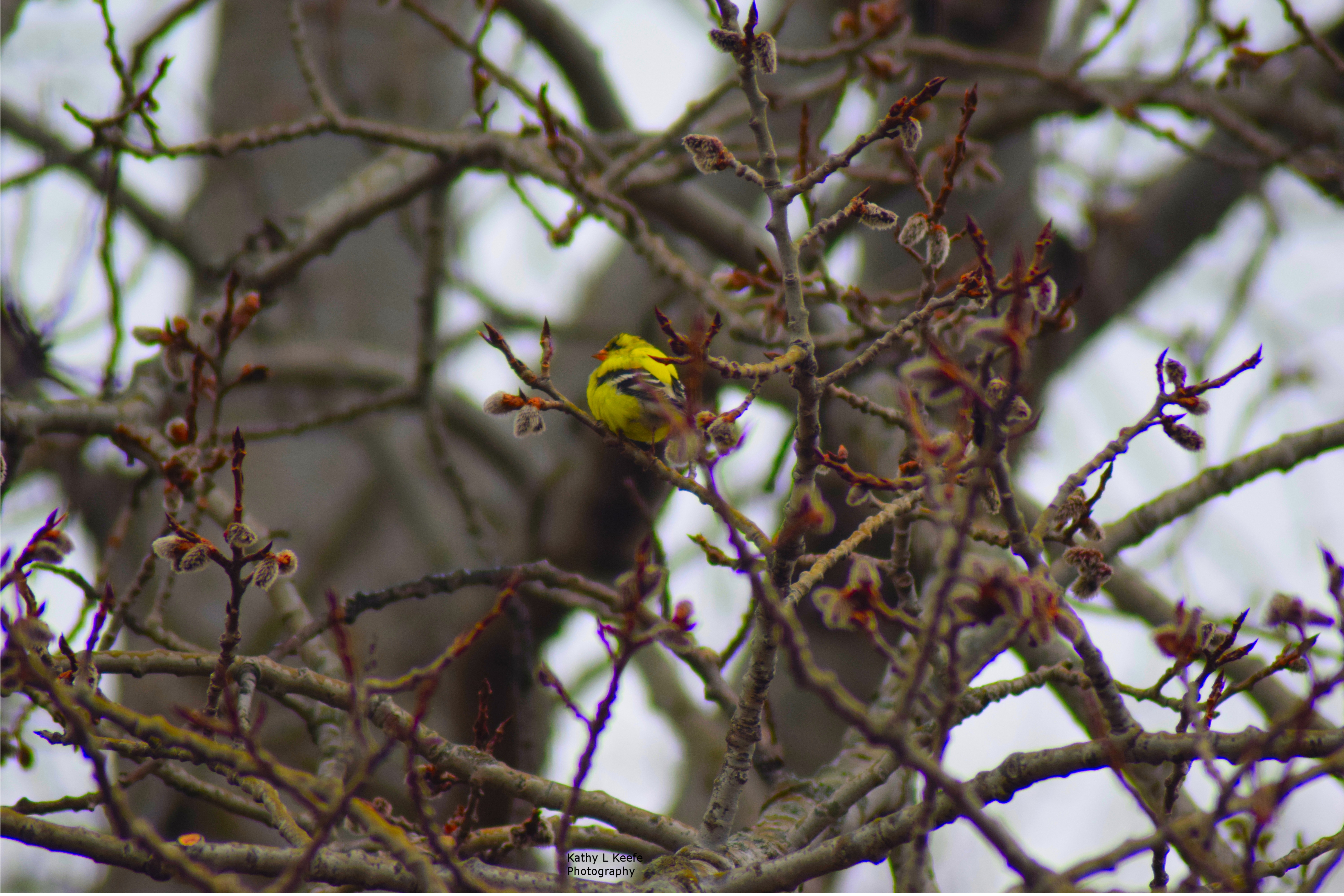 yellowbird.jpg