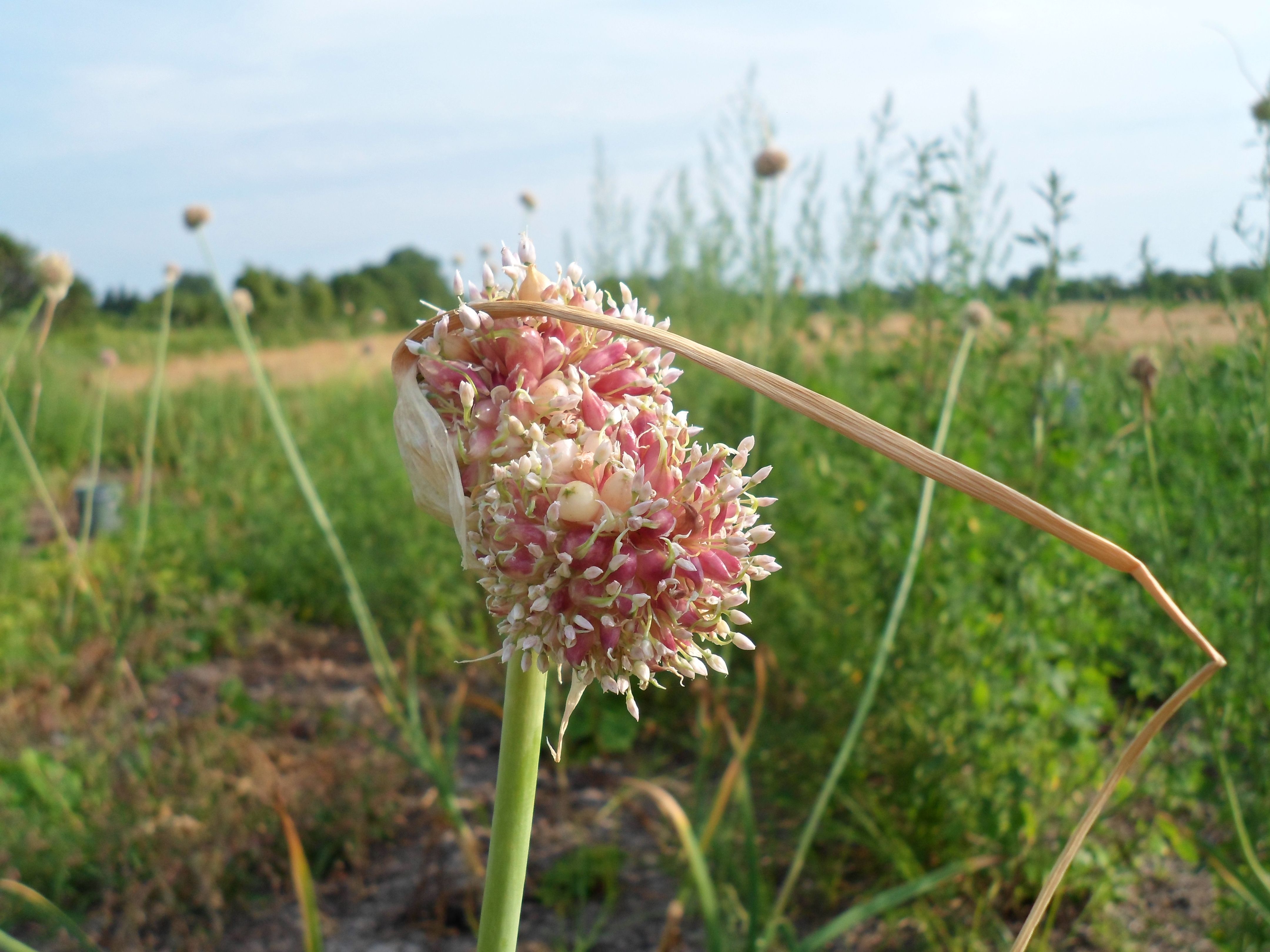 Farm_garlic20110120_855.JPG