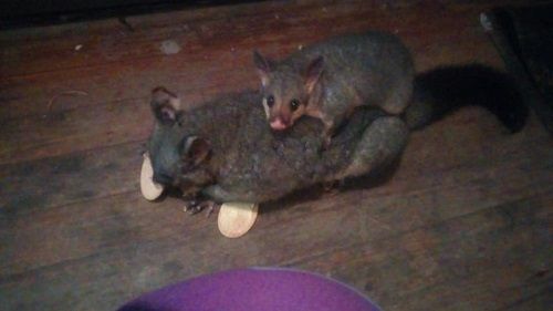 poss.jpg