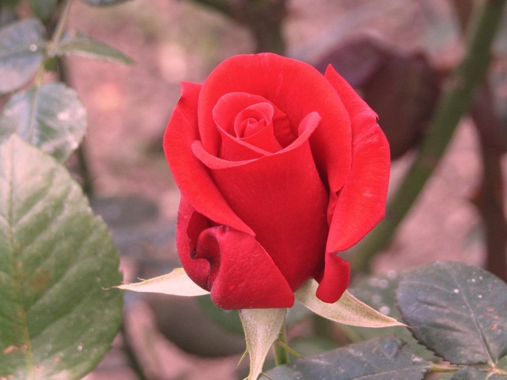 REd rose budd.JPG
