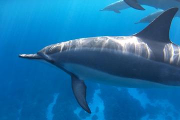 dolphin-encounter-and-kealakekua-bay-reef-snorkel-in-kailua-kona-335911.jpg