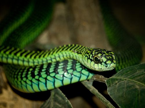 boomslang2-56a374963df78cf7727d72bd.jpg