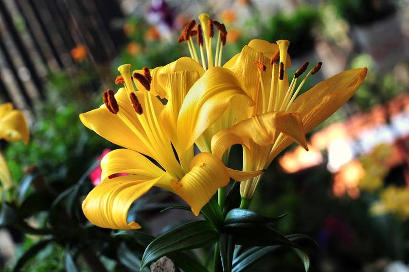 Lily(lilium).jpg