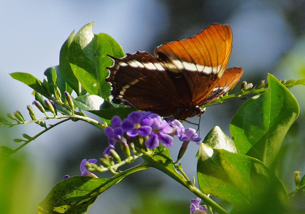 duranta-repens-butterfly.jpg