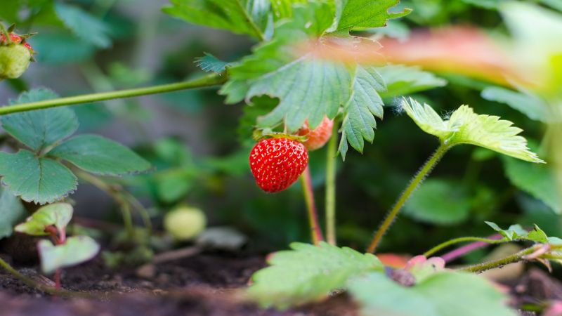 strawberry 3.jpg