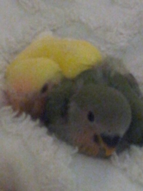 baby birds 1.jpg