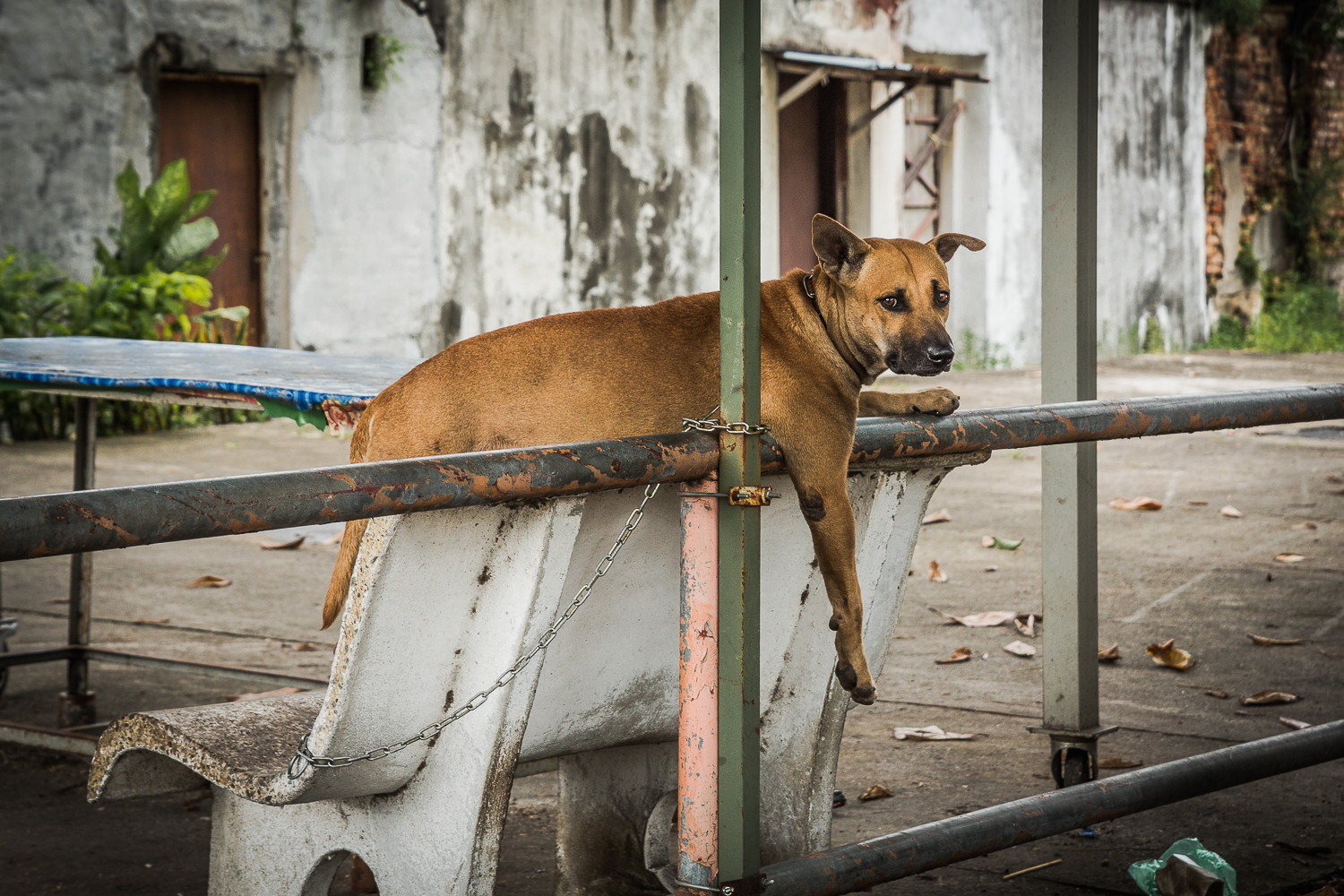 Penang 169 DOG 2.jpg