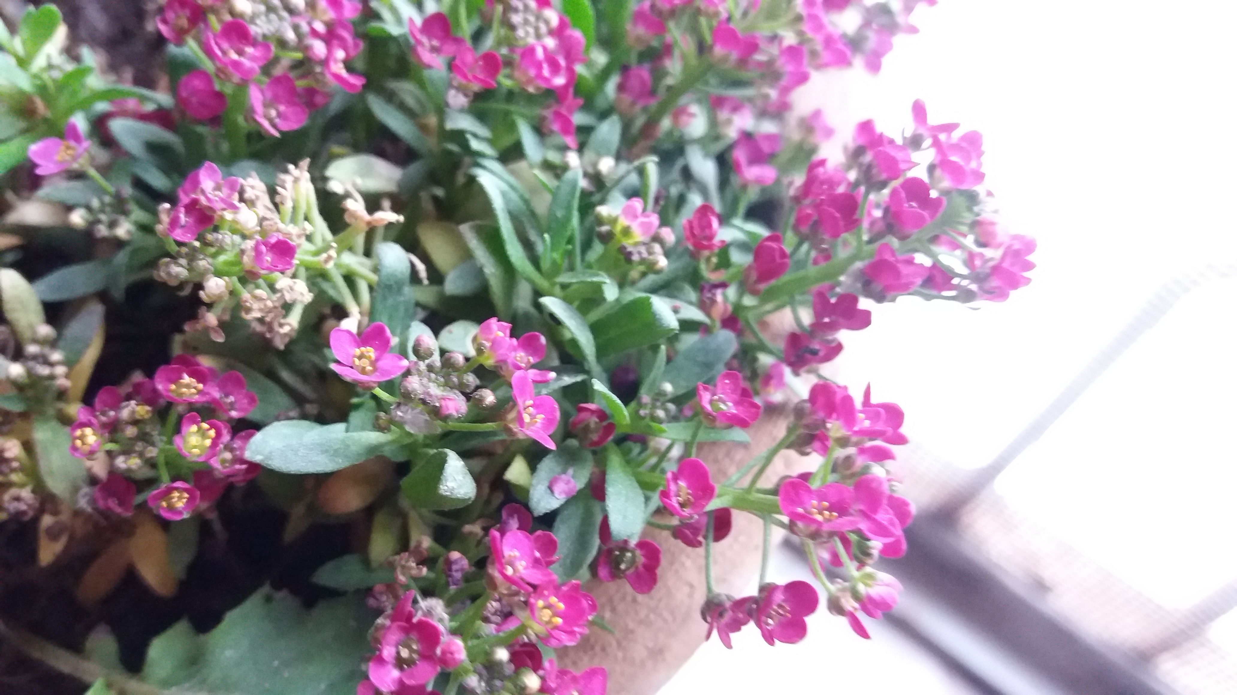 Alot Of Beautiful Flowers Steemit Alot Of Beautiful Flowers Steemit