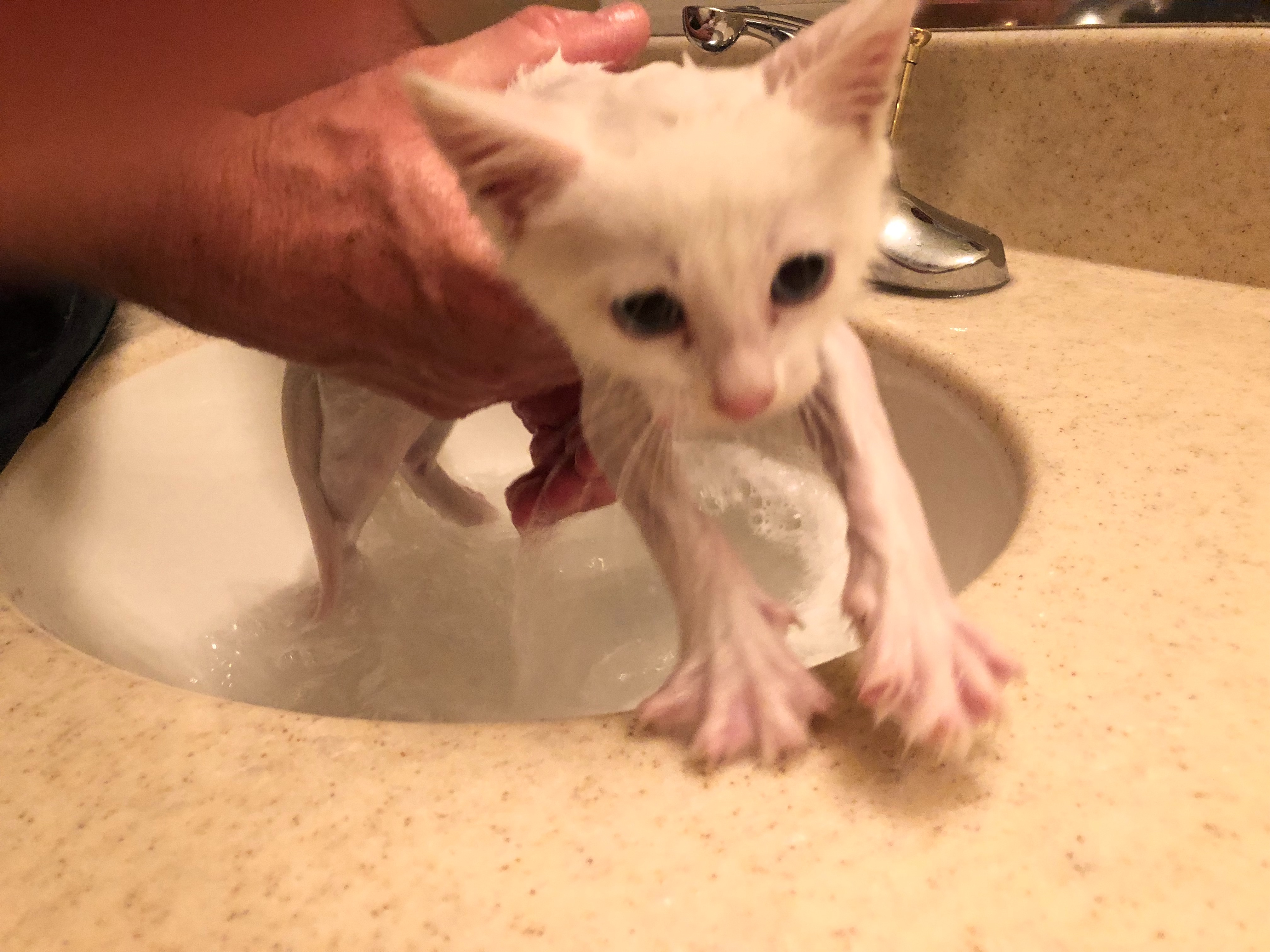 kitty bath 1.png