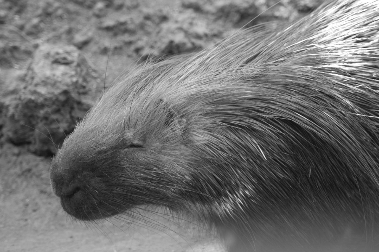 114130271511 - porcupines spines sleepy pig mouse_3.jpg