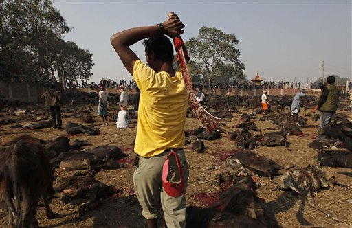 nepal-animal-sacrifice-2009-11-24-7-42-56.jpg