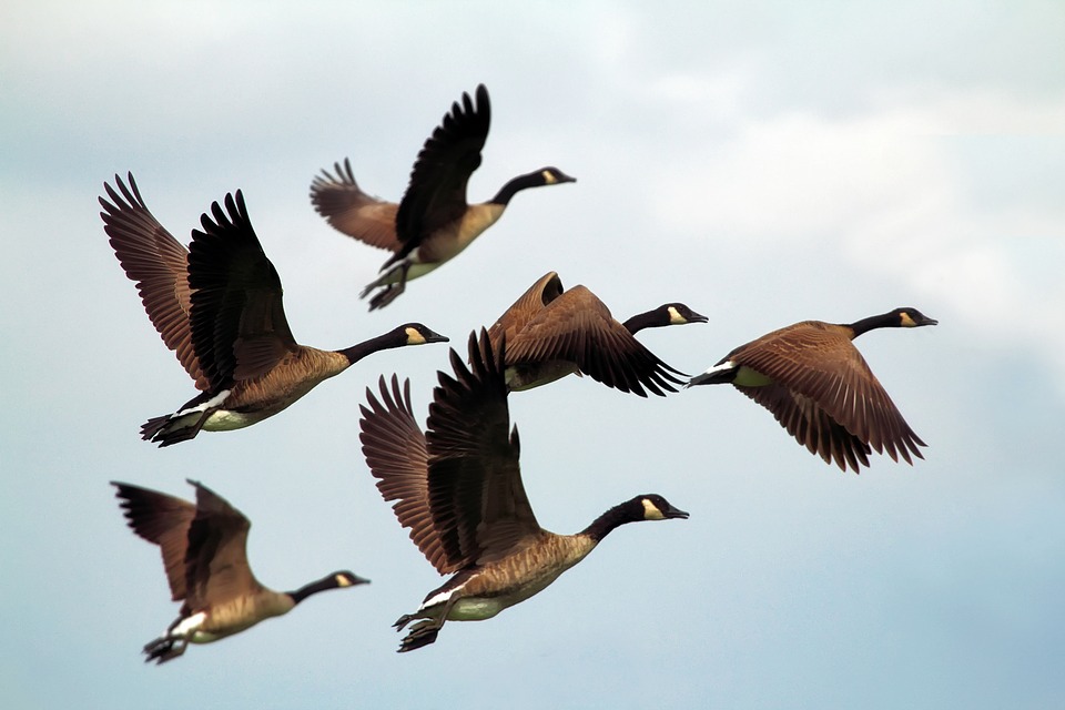 geese-1990202_960_720.jpg