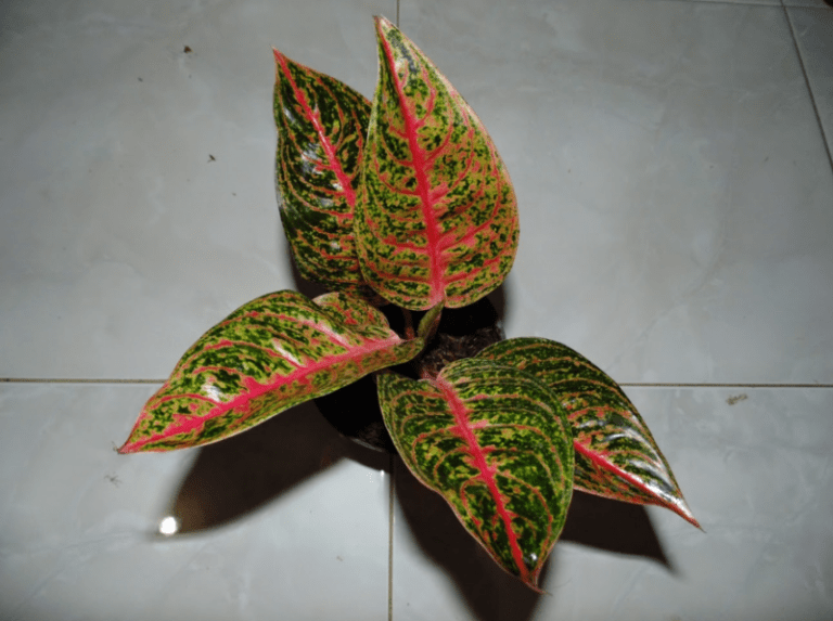 tanaman-hias-aglaonema-ariana.png