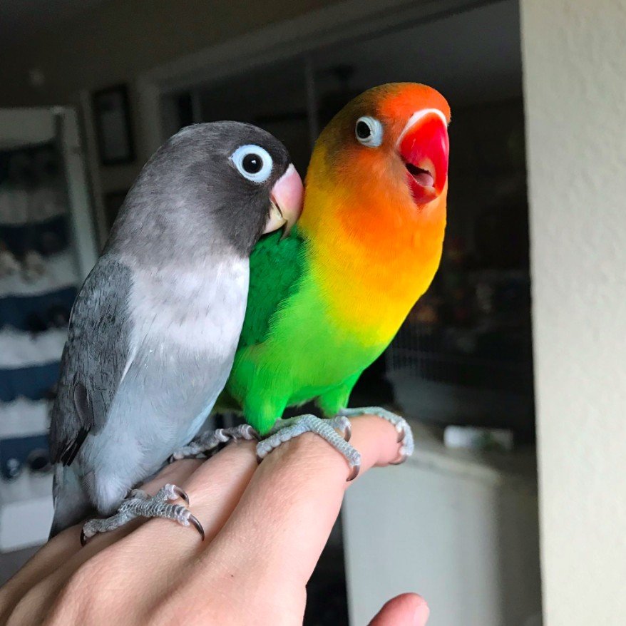 Kiwi-Goth-Lovebirds.jpg