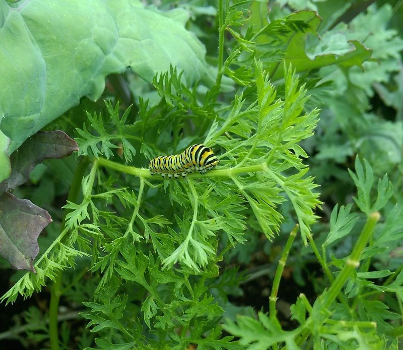 swallowtail caterpillar1.jpg