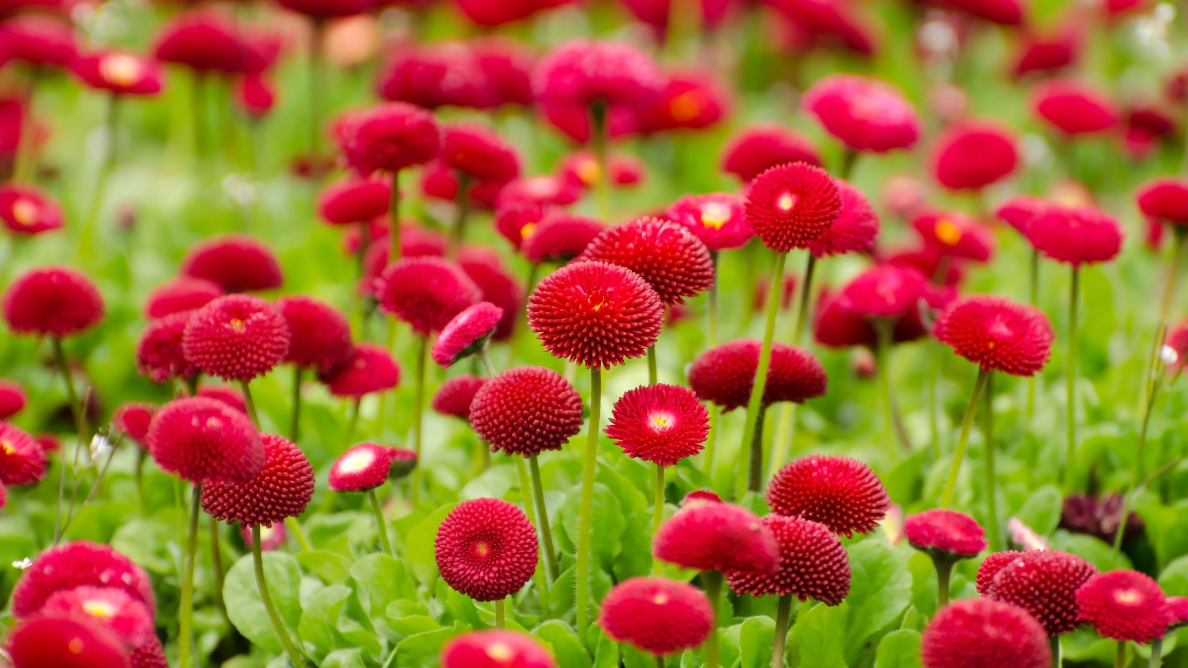 -downloadfiles-wallpapers-3840_2160-summer_red_flowers_15794.jpg