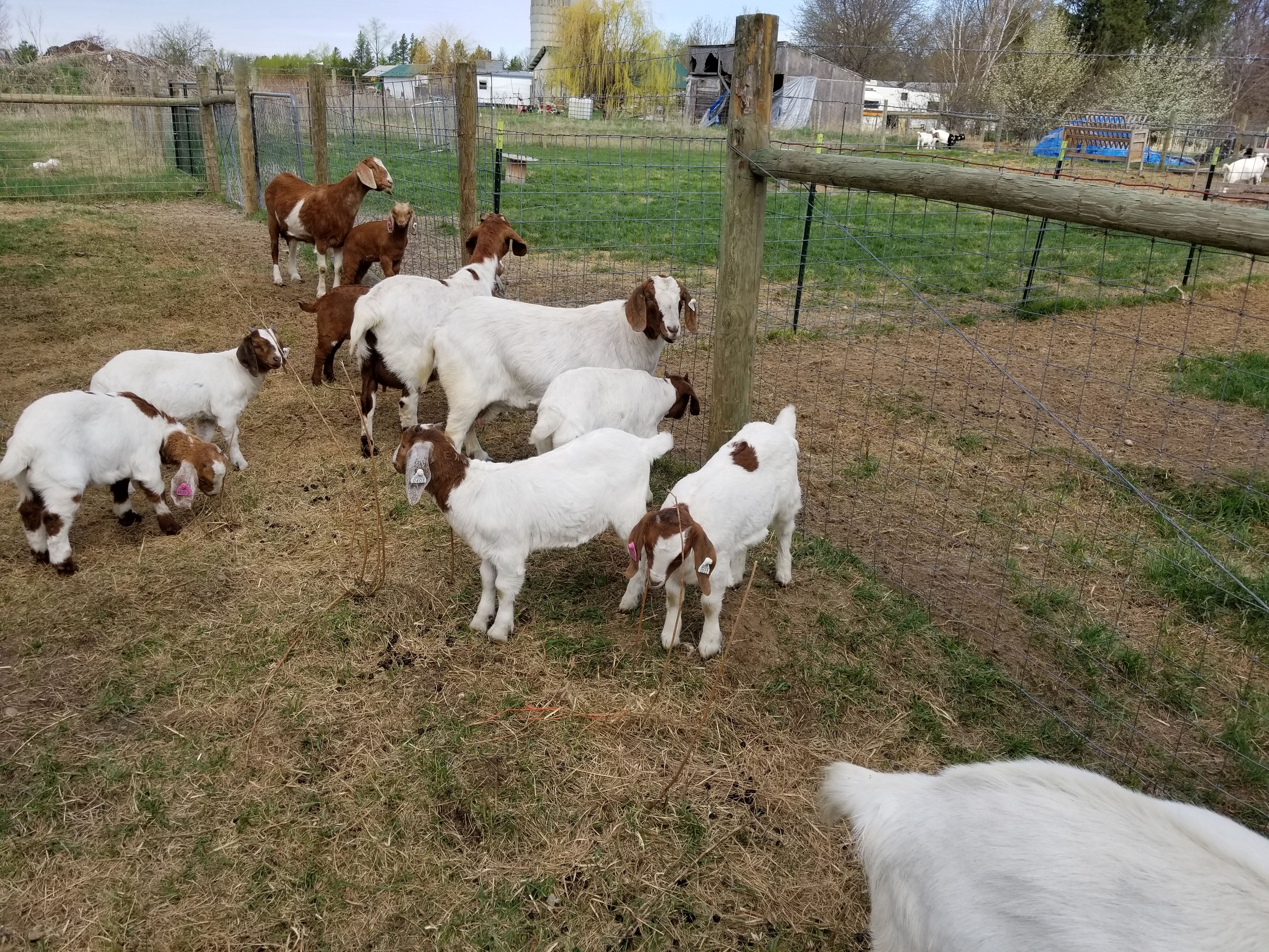 2018May15Goats7.jpg