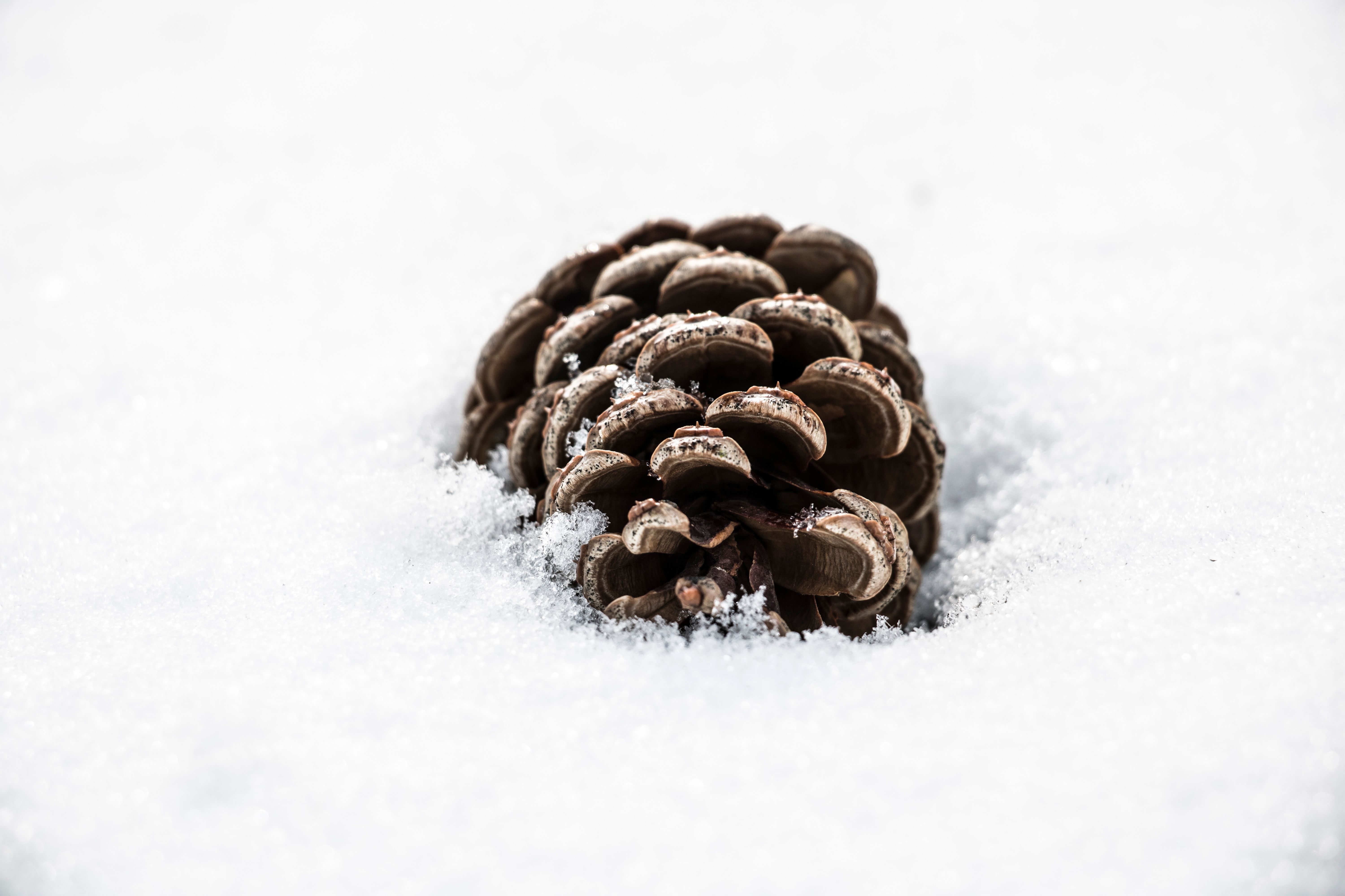 pinecone.jpg