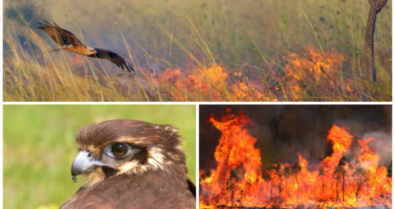 Birds-of-prey-starting-fires-799x423.jpg