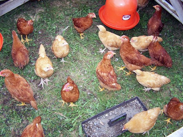 Buff Orpington and NH Red broiler chicks6A crop June 09.jpg