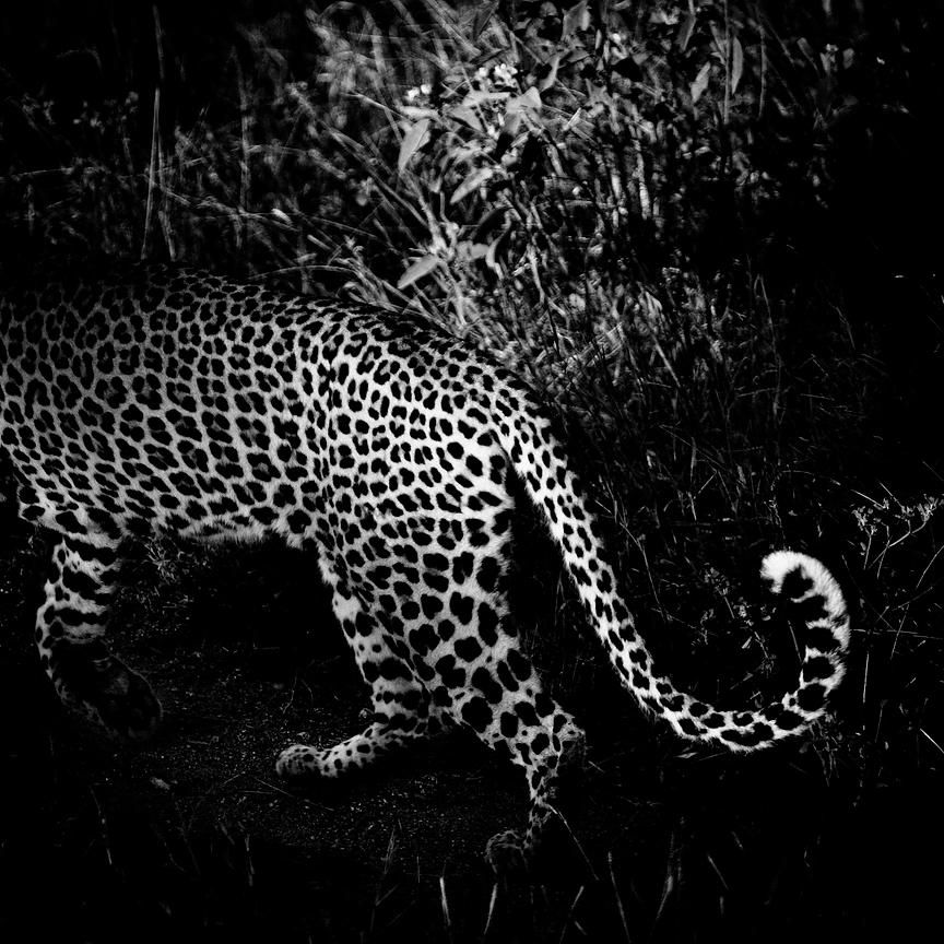 4380-Leopard_s_tail_Laurent_Baheux_xgaplus.jpg