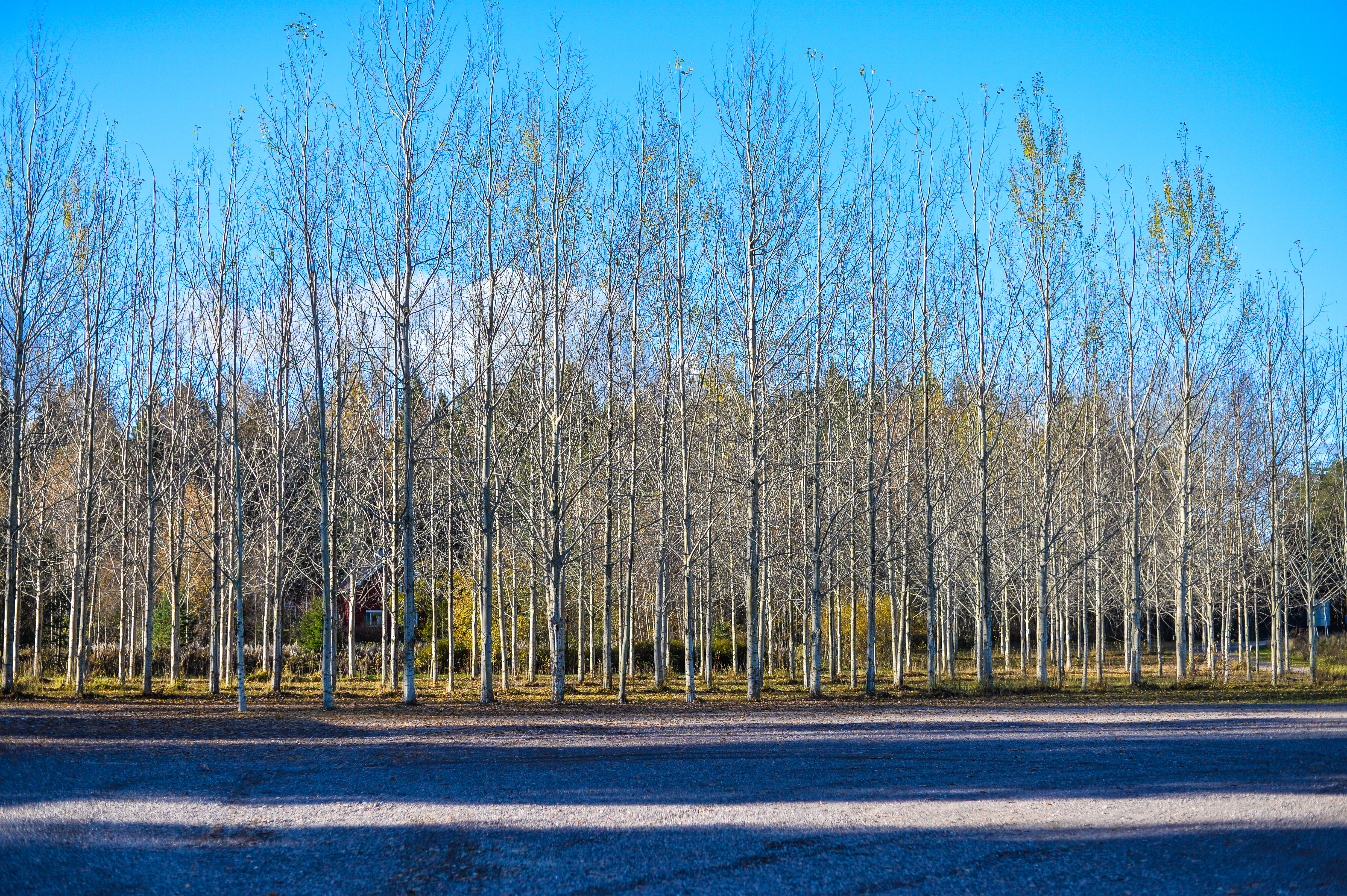 naked_trees.jpg