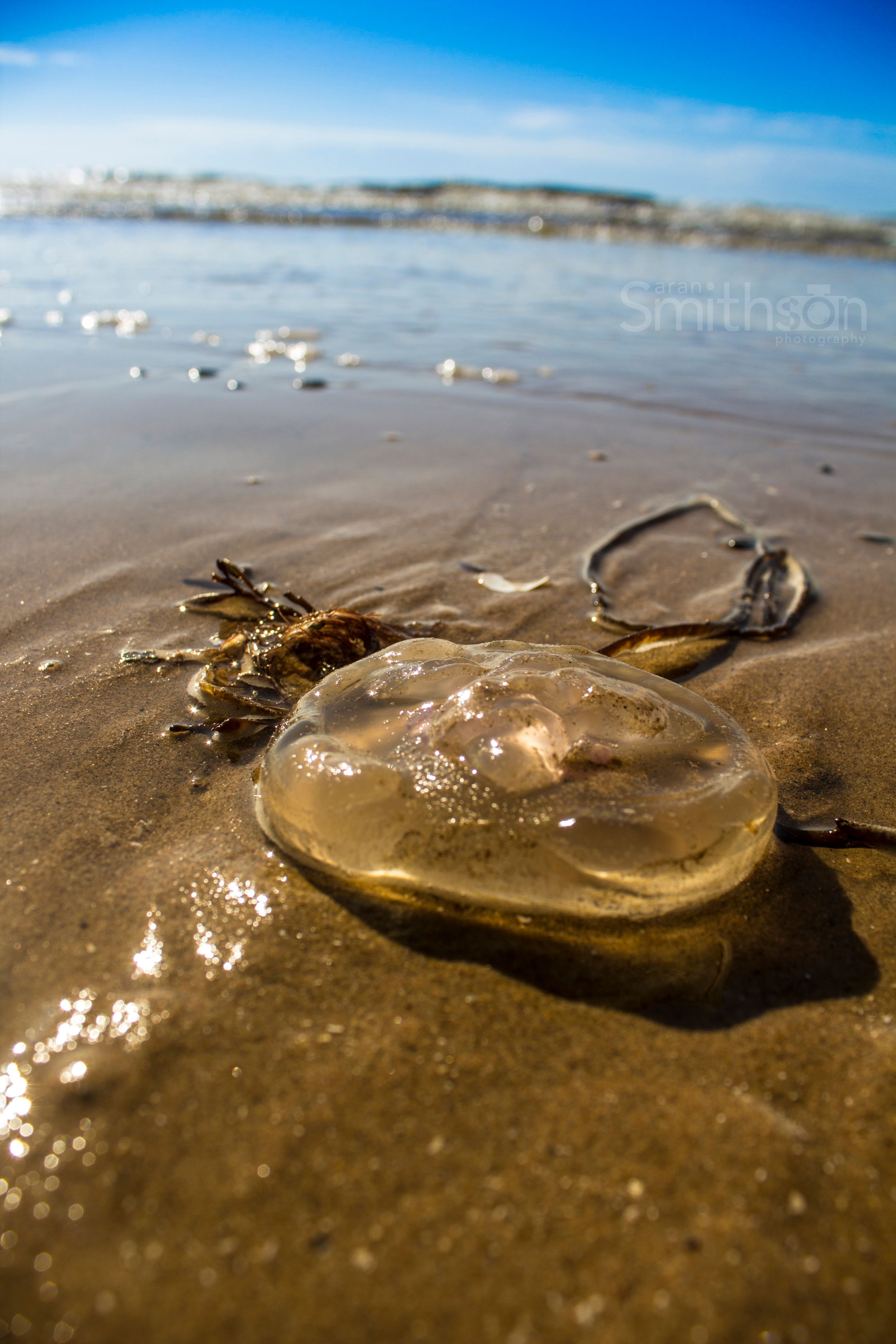 jellyfish.jpg