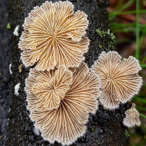 Schizophyllum commune by @hi_im_a_fungi.jpg(1).jpg