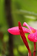 Plumeria_rubra_(83).jpg