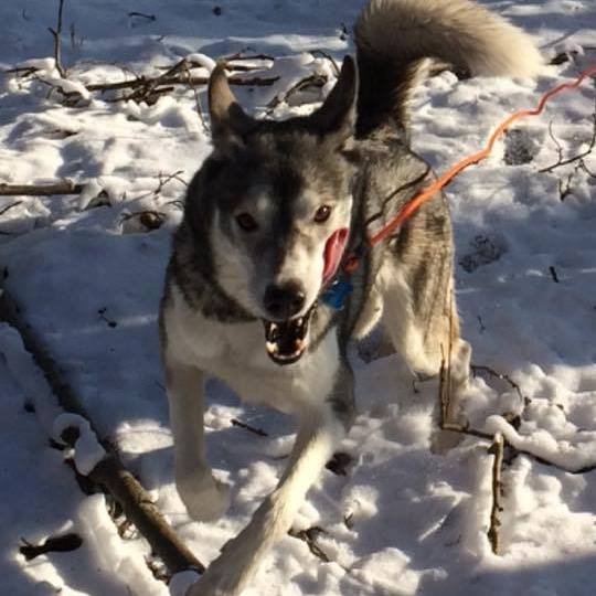 Shak på glomma stien, (vinter).jpg