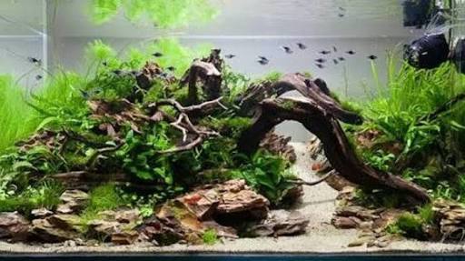 How To Make Simple Aquascape For Beginners Steemkr