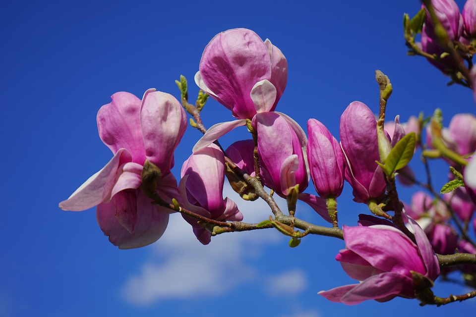 magnolia-324299_960_720.jpg