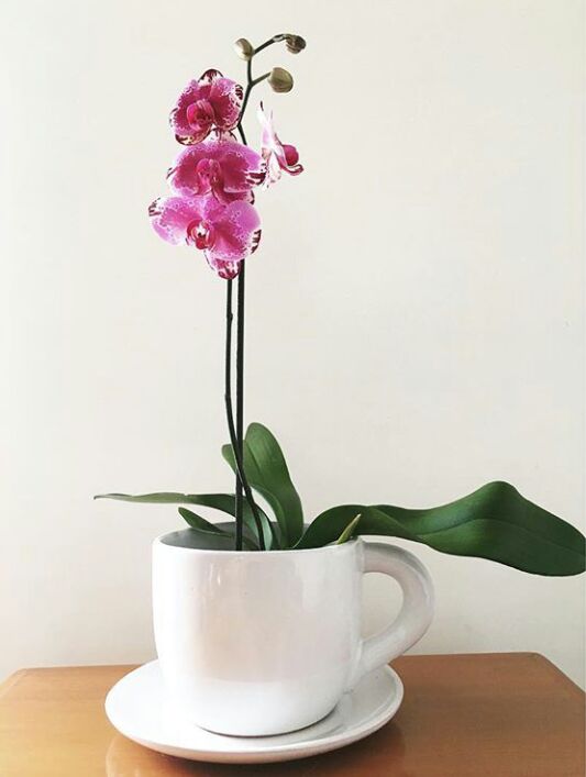 orquidea.2.jpeg