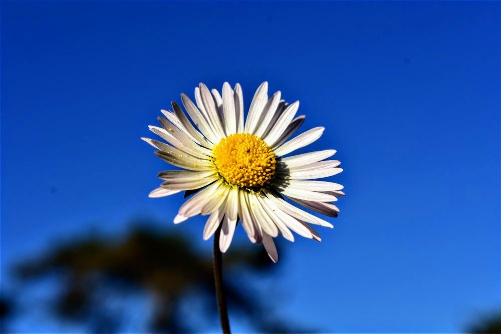 cvijet e.JPG