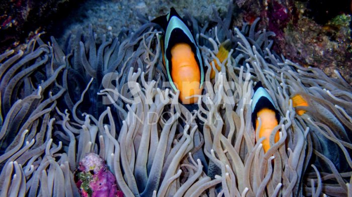pesona-bawah-laut-sabang_20170826_003137.jpg