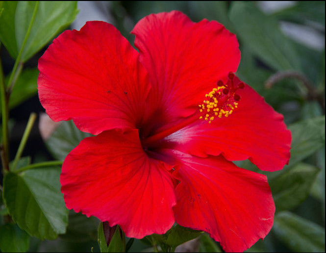 hibiscus.PNG