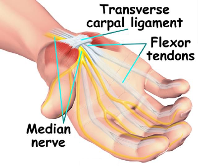 carpaltunnelanatomy.jpg