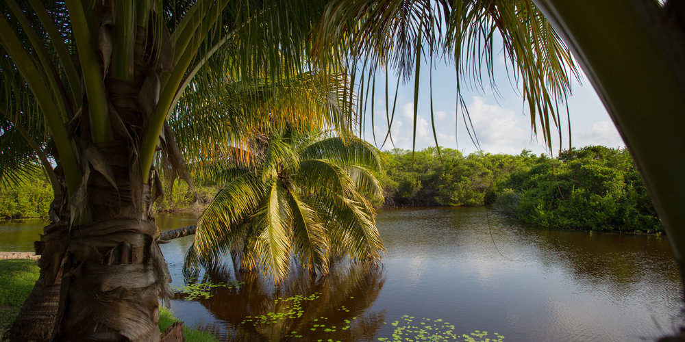 forest-jungle-nature-river.jpeg