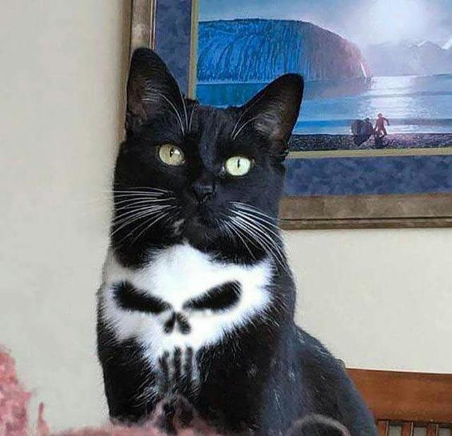 Just a cat with skull on his chest...jpg